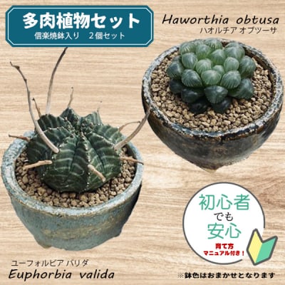 養庄園 ワクワク多肉植物 陶器入りセット