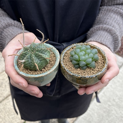 養庄園 ワクワク多肉植物 陶器入りセット