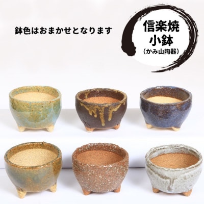 養庄園 ワクワク多肉植物 陶器入りセット