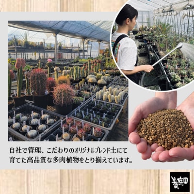 養庄園 ワクワク多肉植物 陶器入りセット