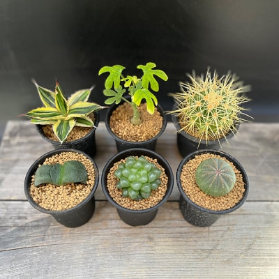 養庄園 キラキラ多肉植物セット