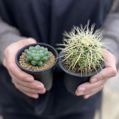養庄園 キラキラ多肉植物セット