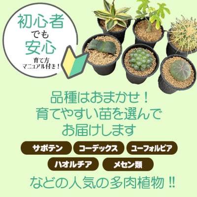 養庄園 キラキラ多肉植物セット