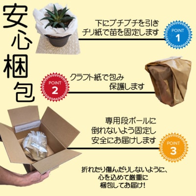 養庄園 キラキラ多肉植物セット