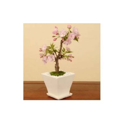養庄園 ミニ盆栽:桜盆栽
