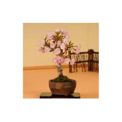 養庄園 ミニ盆栽:桜盆栽