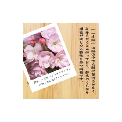 養庄園 桜盆栽