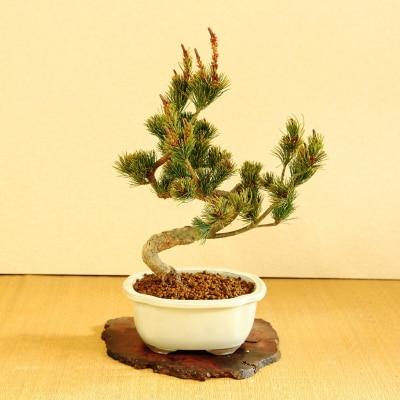 養庄園 五葉松盆栽