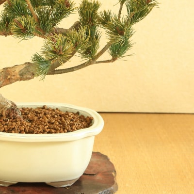 養庄園 五葉松盆栽