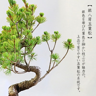 養庄園 五葉松盆栽