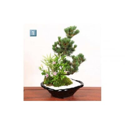 養庄園 季節の寄せ植え盆栽