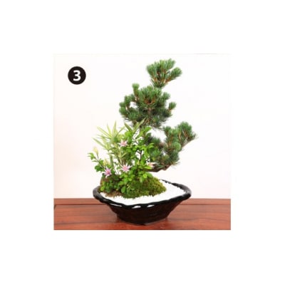 養庄園 季節の寄せ植え盆栽