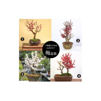 養庄園 梅盆栽