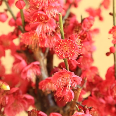 養庄園 紅白梅寄せ盆栽