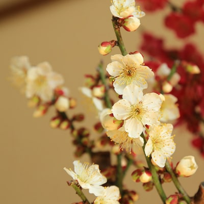 養庄園 紅白梅寄せ盆栽