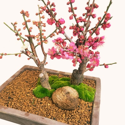 養庄園 紅白梅寄せ盆栽