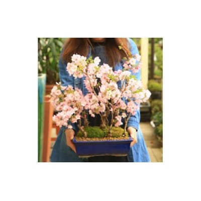  養庄園 桜五本寄せ盆栽