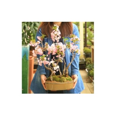  養庄園 桜五本寄せ盆栽