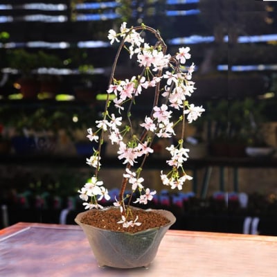 養庄園 しだれ富士桜盆栽