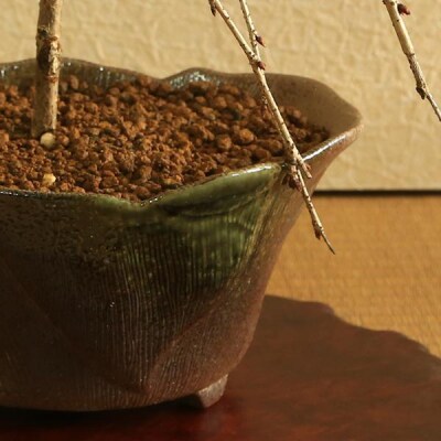 養庄園 しだれ富士桜盆栽