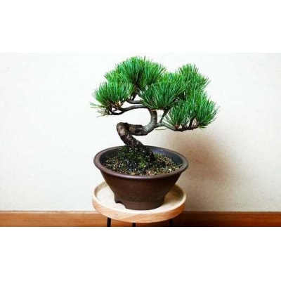 岩崎正光園 五葉松盆栽