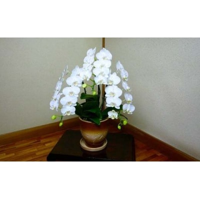 岩崎正光園 胡蝶蘭