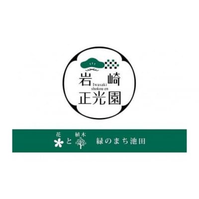 岩崎正光園 胡蝶蘭