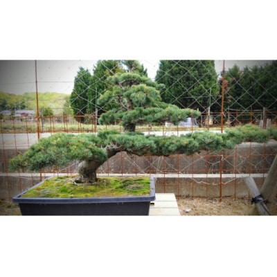 岩崎正光園 五葉松(鉢植え)