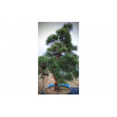 岩崎正光園 赤松(たれ松・鉢植え)