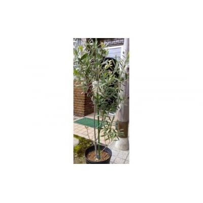 岩崎正光園 オリーブ苗