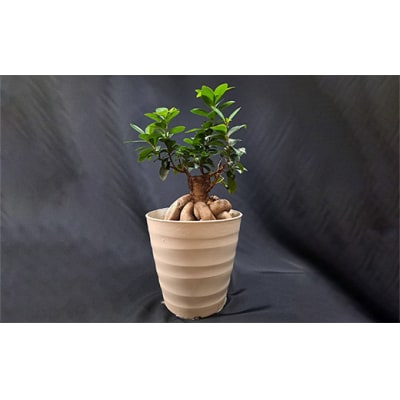 岩崎正光園  ガジュマル鉢植え