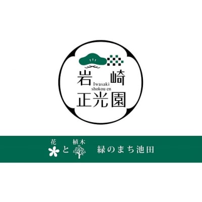 岩崎正光園  ガジュマル鉢植え