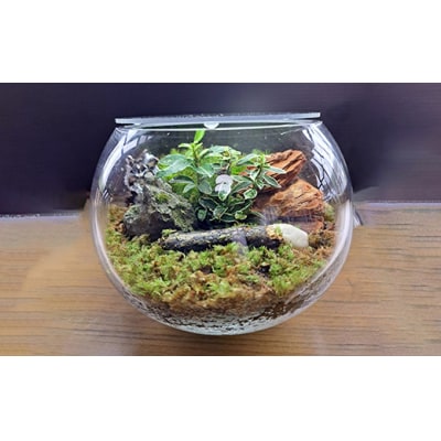 岩崎正光園  苔テラリウム