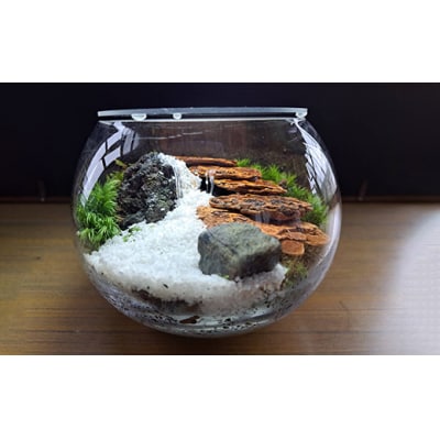 岩崎正光園  苔テラリウム