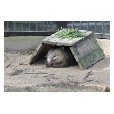 五月山動物園　ウォンバットグッズD