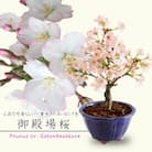  養庄園 ミニ盆栽:御殿場桜盆栽