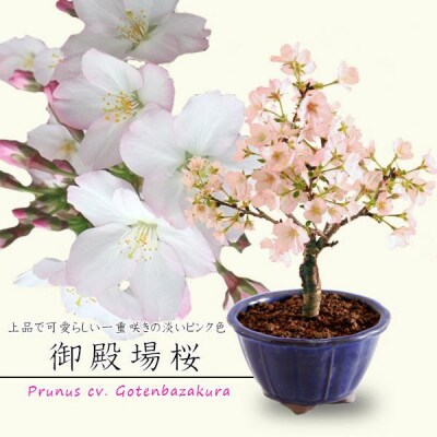  養庄園 ミニ盆栽:御殿場桜盆栽