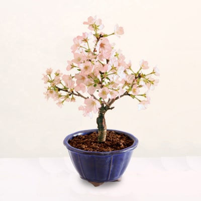  養庄園 ミニ盆栽:御殿場桜盆栽