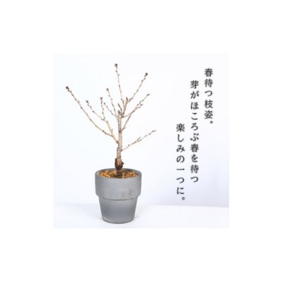  養庄園 御殿場桜盆栽