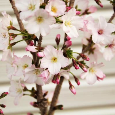  養庄園 ミニ盆栽:御殿場桜盆栽