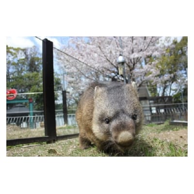 スイミージャパン 五月山動物園ウォンバットコラボワイン「ワイン」
