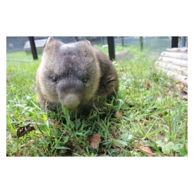 スイミージャパン 五月山動物園ウォンバットコラボワイン「ワイン」