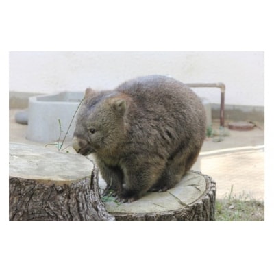 スイミージャパン 五月山動物園ウォンバットコラボワイン「フク」