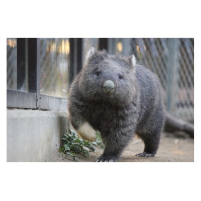 五月山動物園ウォンバットコラボワイン「ユキ」