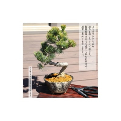 養庄園 盆栽と盆栽道具 初心者入門セット