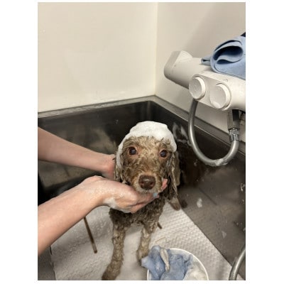 fairy-land dog shampoo