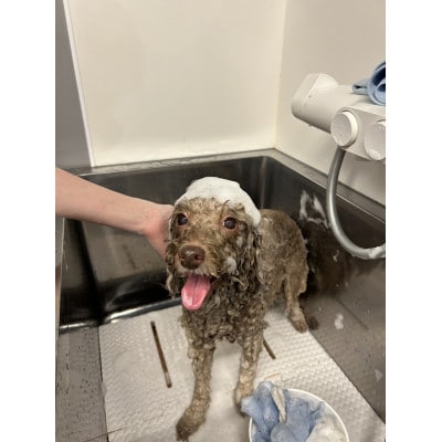 fairy-land dog shampoo