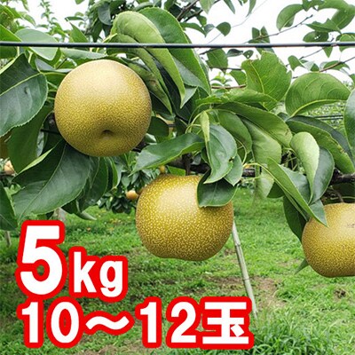 【先行予約】【福島県郡山産】完熟梨 豊水 大玉(10～12玉)