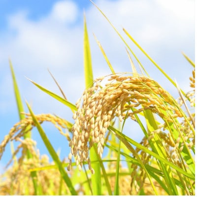 令和7年産 福島県郡山産ミルキークイーン(精米) 5kg