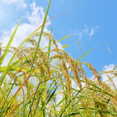 令和7年産 福島県郡山産天のつぶ(精米)5kg